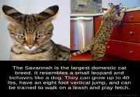 Savannah