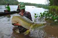 Vonkale - Arapaima on yksi maailman suurimmista makean veden kaloista, kotoisin Etelä-Amerikasta. Liha on kuulemma hyvää ja näitä on istutettu urheilukalastajien iloksi Thaimaahan ja Malesiaan. Sinne sitten seuraavaksi ongelle.