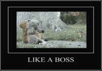 Like a boss