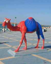 Spidercamel