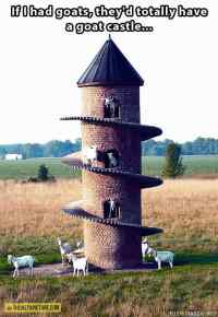 Goat castle