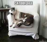 Catouflage