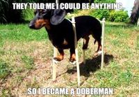 Doberman