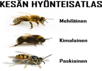 Tunnista kesän pörriäiset