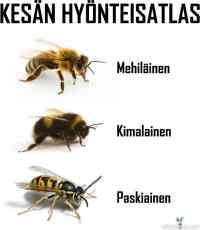 Tunnista kesän pörriäiset