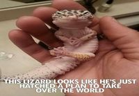 Lizzard planning