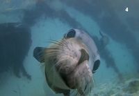 GoPro - Best of Animals 2014