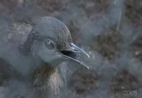 Lyrebird imitating construction work