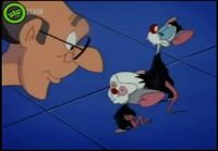 Pinky and the Brain