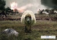 battle sheep