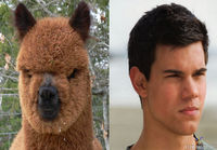 Taylor Lautner/ laama