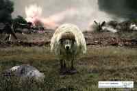 battle sheep