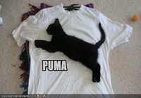 Puma