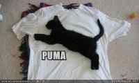 Puma