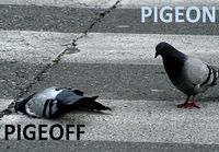 PigeON