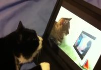 Catception