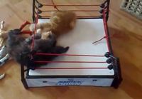 WWE cat wrestling