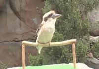 Kookaburra