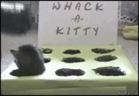 Whack a kitty