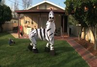 Dope Zebra