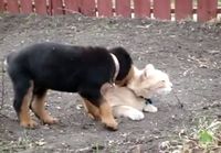 Rottweiler vs. Kissa