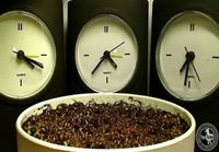 Timelapse - Garden Cress