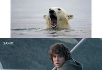 Samwise the Bear