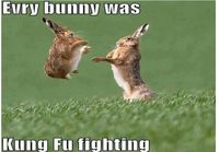 Every bunny was kung fu fighting