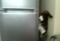 Spidercat