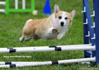 Corgi hoitaa homman