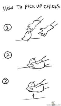 How to pick up chicks