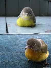 Angry Birds