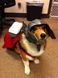 Thorgi