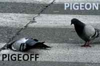 PigeON