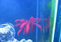 Feather starfish swimming