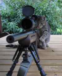 Sniper Cat