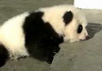 Baby Panda