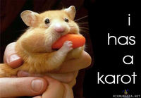 hamsteri