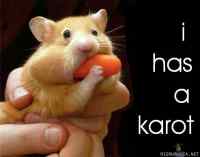 hamsteri