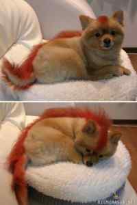 Firefox