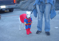 Superdog