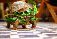 Turtleburger