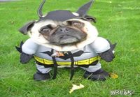 Batdog