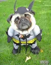 Batdog