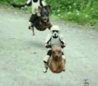 Speeder dogs