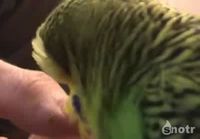 Talking Parakeet