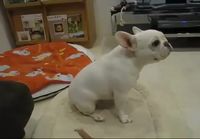 French Bulldog Boogie