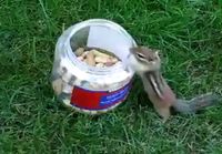 Magic Disappearing Chipmunk