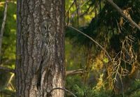 Owl Blending in with a Tree