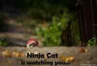 Ninja Cat - is watching you...